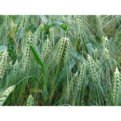 BARLEY SEEDS FOR SPROUTING ORGANIC