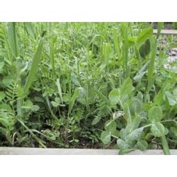 GREEN MANURE - COOL AND...