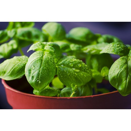 Basil - Green Torino, Genovese