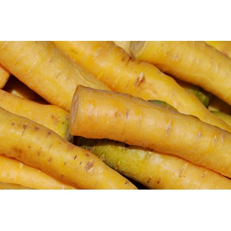 CARROT - SOLAR YELLOW
