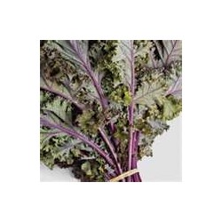 KALE - RED RUSSIAN