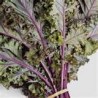 KALE - RED RUSSIAN