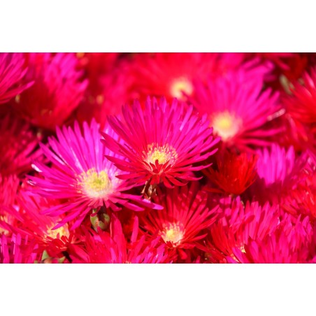 ICEPLANT