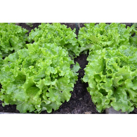 LETTUCE - GREEN SALAD BOWL