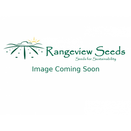 LENTIL, PUY LENTIL SEED FOR SPROUTING