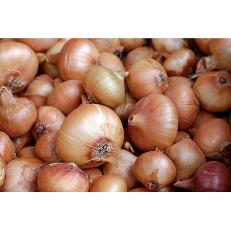 ONION-PUKUKOHE, LONG KEEPER