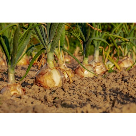 ONION - CREAMGOLD