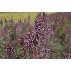 QUINOA SEEDS FOR SPROUTING ORGANIC