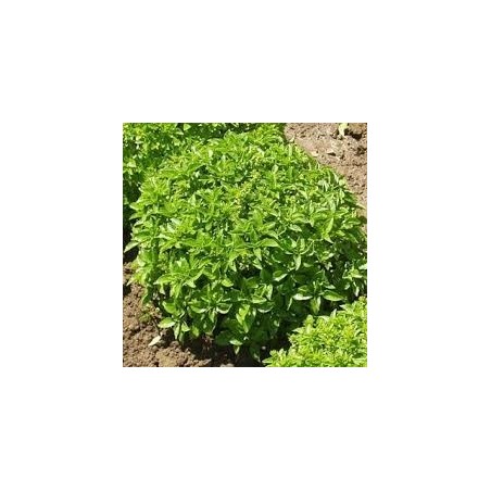 BASIL-SPICY GLOBE