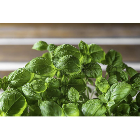 Basil - Greek, Minette