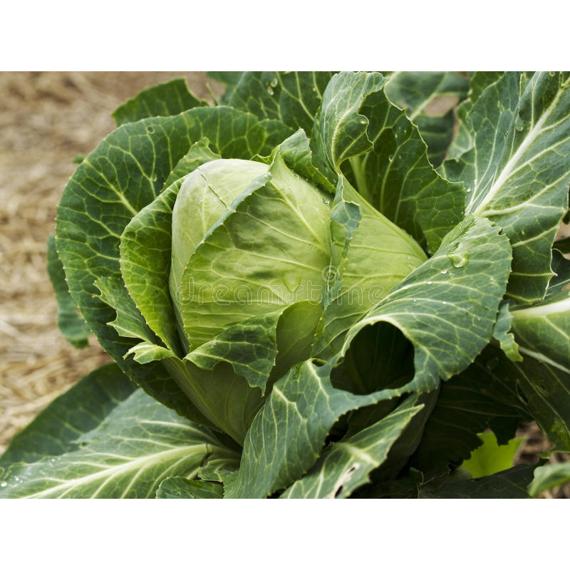 CABBAGE - EARLY JERSEY WAKEFIELD
