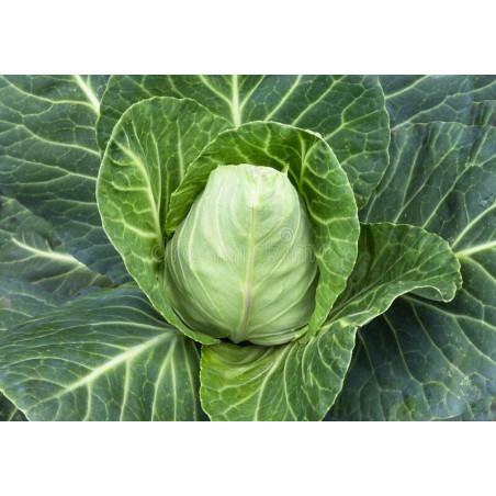 CABBAGE - SUGARLOAF