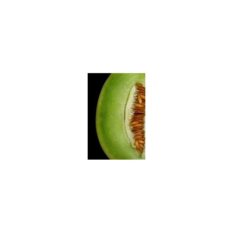 MELON - HONEY DEW-  GREEN FLESHED - ORGANIC