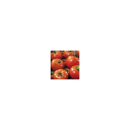 TOMATO-BUSH-DAYDREAM