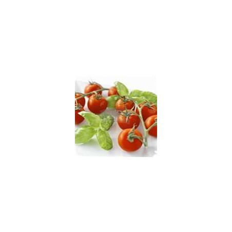 TOMATO - CHERRY COCKTAIL, vine - ORGANIC
