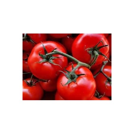 TOMATO - VINE - MANAPAL