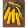 SUNGOLD hybrid - yellow zucchini