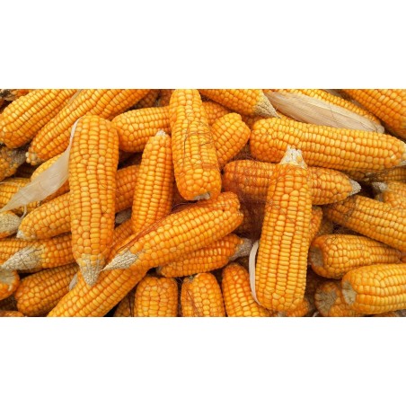 Corn SWEETCORN - TRUEGOLD