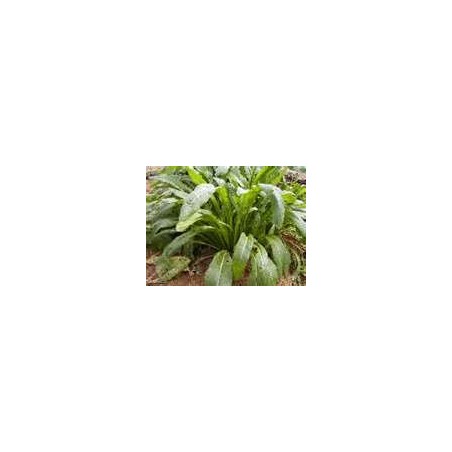 MIBUNA-ORGANIC