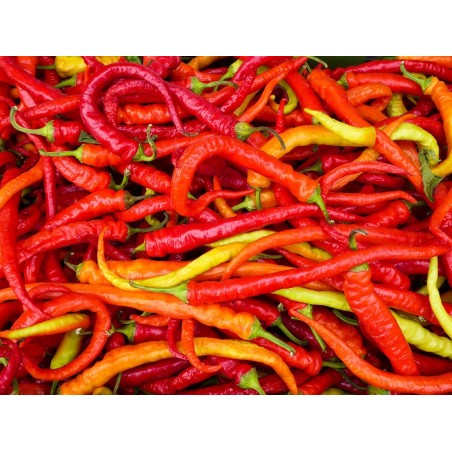 CHILI - PASILLA BAJO