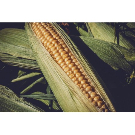 CORN - SWEETCORN - GOLDEN BANTAM - ORGANIC