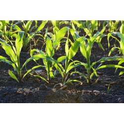 CORN SEEDS FOR SPROUTING ORGANIC