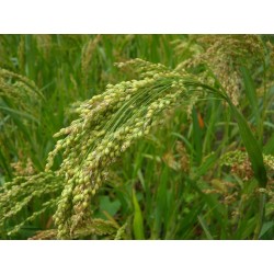 MILLET SEEDS FOR SPROUTING ORGANIC