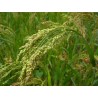 MILLET SEEDS FOR SPROUTING ORGANIC