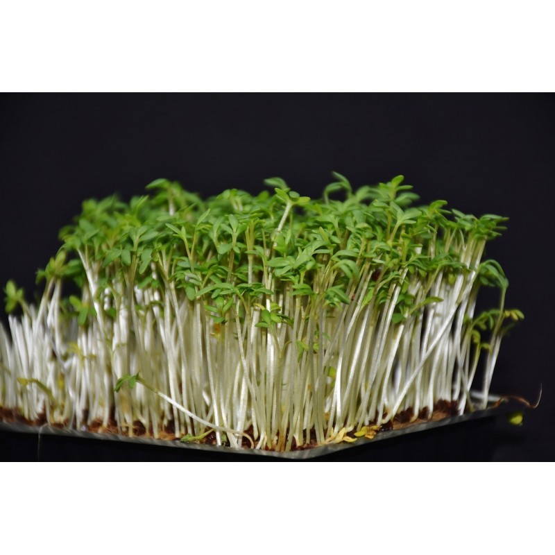 CRESS SEEDS FOR SPROUTING