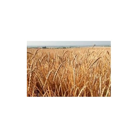 SPELT SEEDS FOR SPROUTING ORGANIC