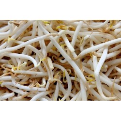 MUNG BEAN SEEDS FOR SPROUTING