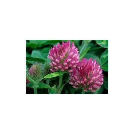 RED CLOVER SEEDS FOR SPROUTING