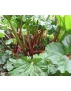 rhubarb