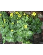 Bok Choy