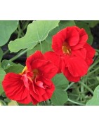 Nasturtium