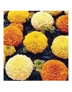 marigold
