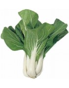 pak choi