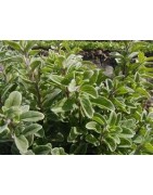 Marjoram