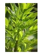 Lovage