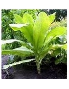 celtuce