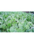 Broccoli Vegetable Seed