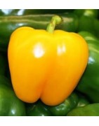 capsicum