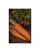 carrot