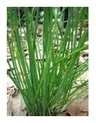 chives