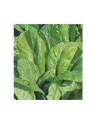 mustard greens