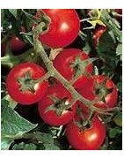 Vine (climbing) Tomato seed 