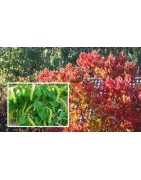 Tallow Tree