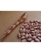 Cranberry bean seeds for sprouting