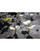 Daikon seed for sprouting