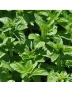 Pennyroyal